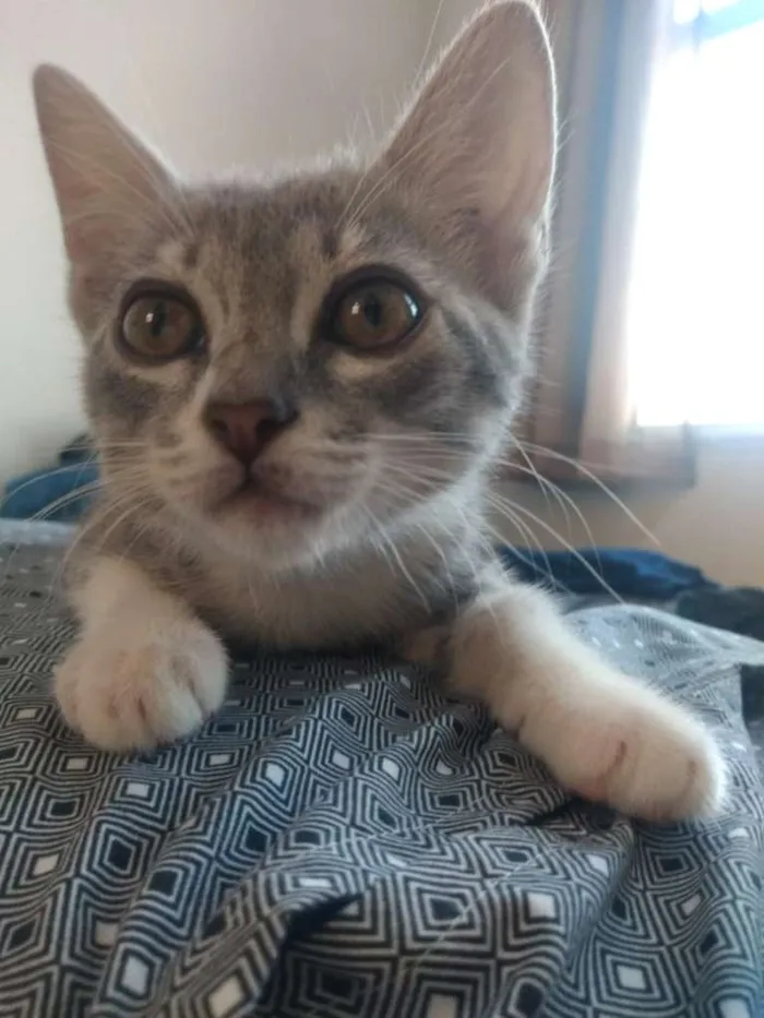 Gato raça SRD-ViraLata idade 2 a 6 meses nome Gigi