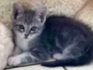 Gato raça SRD-ViraLata idade 2 a 6 meses nome Gigi