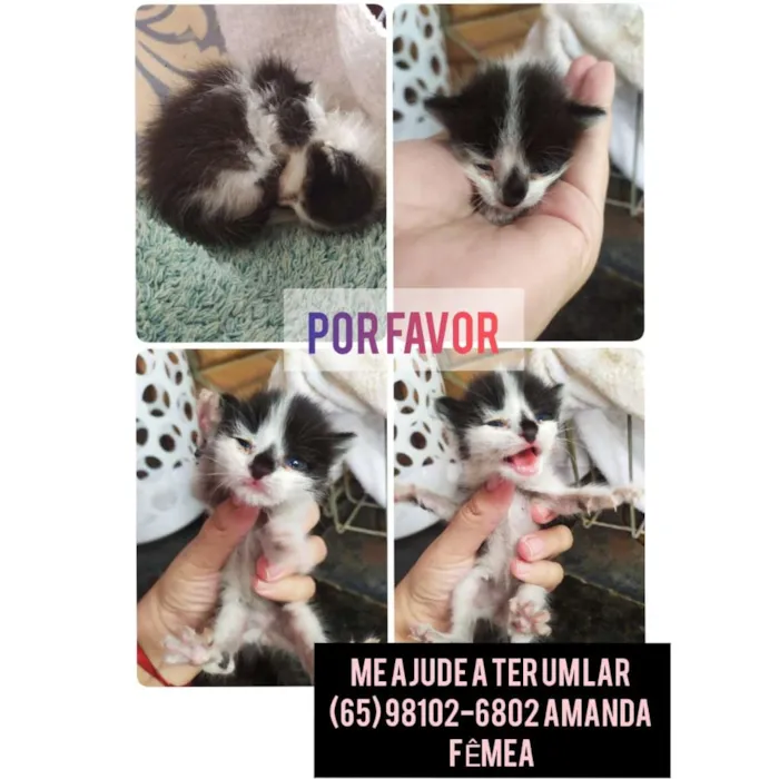 Gato raça  idade Abaixo de 2 meses nome nao tem