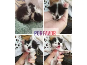 Gato raça  idade Abaixo de 2 meses nome nao tem