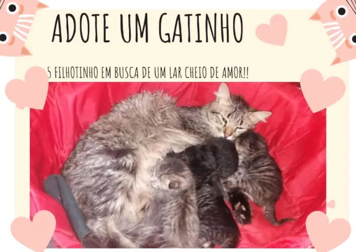 Gato ra a  idade Abaixo de 2 meses nome BEBES