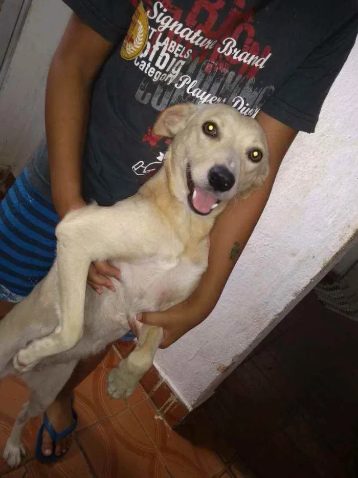 Cachorro raça Sem raça idade 7 a 11 meses nome Mei