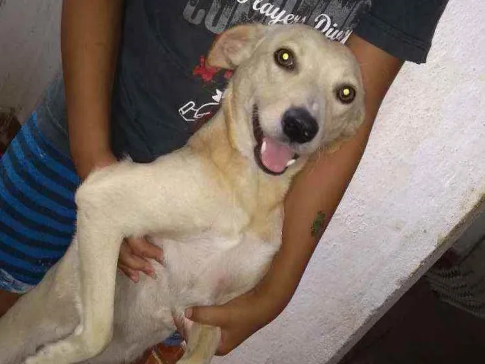 Cachorro raça Sem raça idade 7 a 11 meses nome Mei