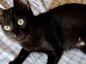 Gato raça Srd idade 2 a 6 meses nome Nino e Bia bebês 