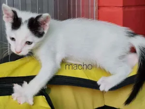 Gato raça SRD idade Abaixo de 2 meses nome Hytch