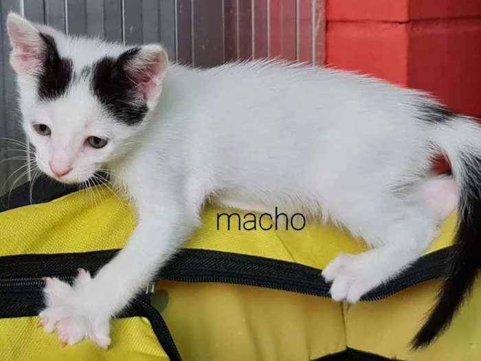 Gato raça SRD idade Abaixo de 2 meses nome Hytch