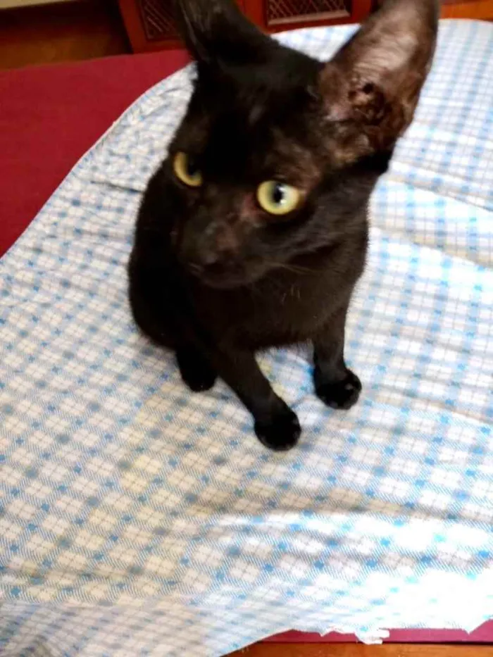 Gato ra a Srd idade 2 a 6 meses nome Bia e Nino