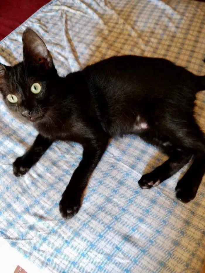 Gato ra a Srd idade 2 a 6 meses nome Bia e Nino