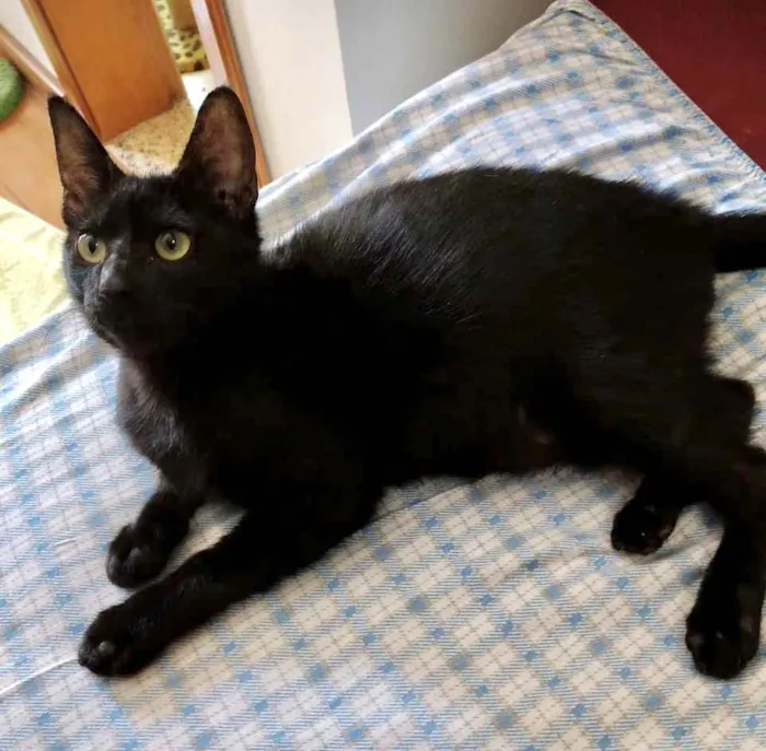 Gato ra a Srd idade 2 a 6 meses nome Bia e Nino