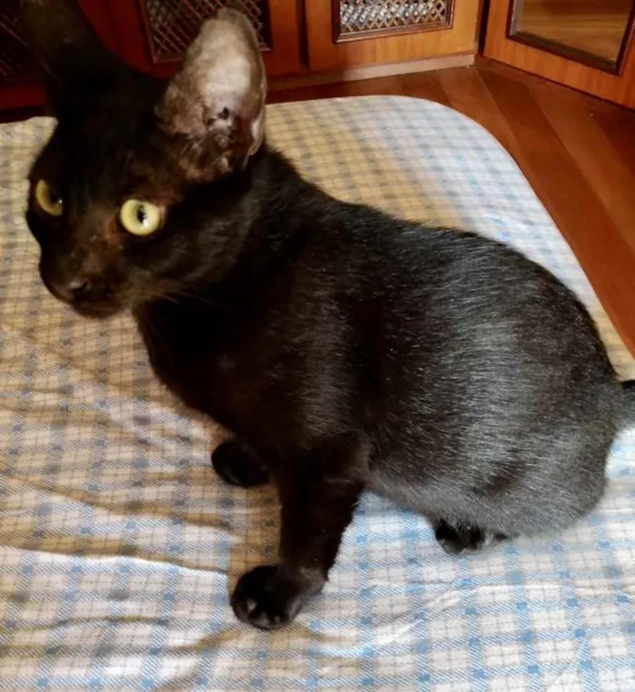 Gato ra a Srd idade 2 a 6 meses nome Bia e Nino