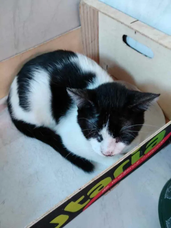Gato ra a Srd idade 2 a 6 meses nome Bia e Nino