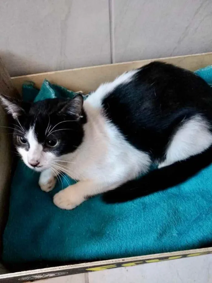 Gato ra a Srd idade 2 a 6 meses nome Bia e Nino