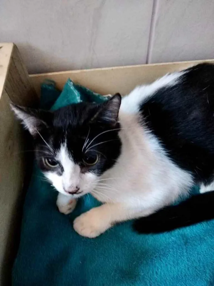 Gato ra a Srd idade 2 a 6 meses nome Bia e Nino