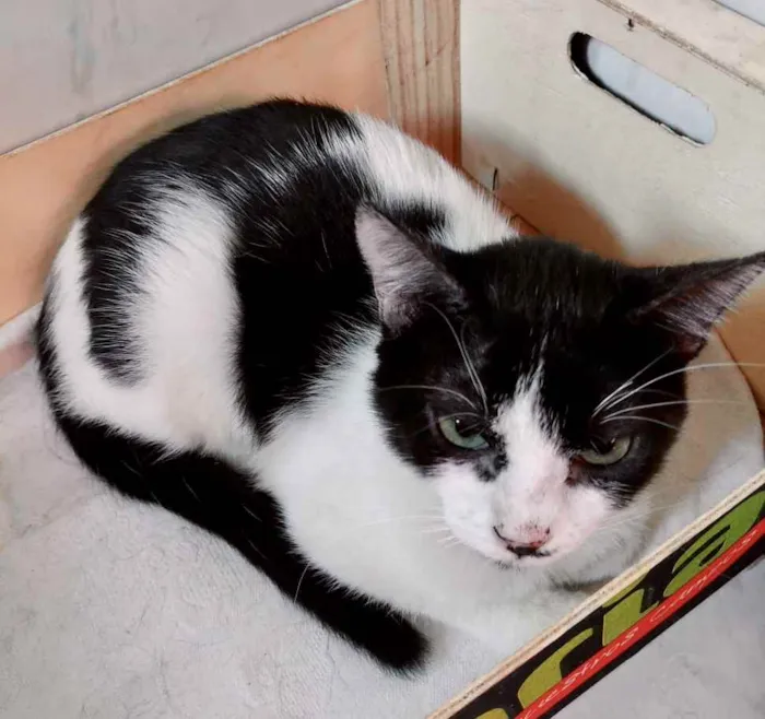 Gato ra a Srd idade 2 a 6 meses nome Bia e Nino