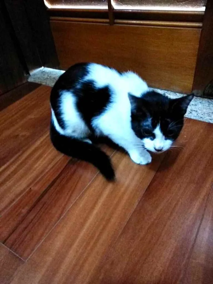 Gato ra a Srd idade 2 a 6 meses nome Bia e Nino