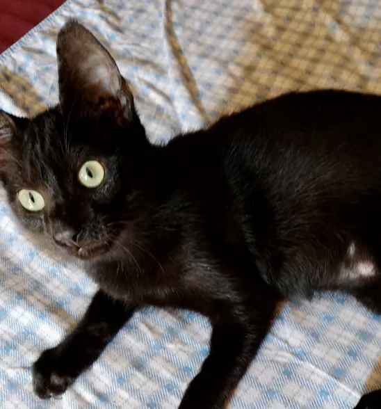 Gato ra a Srd idade 2 a 6 meses nome Bia e Nino
