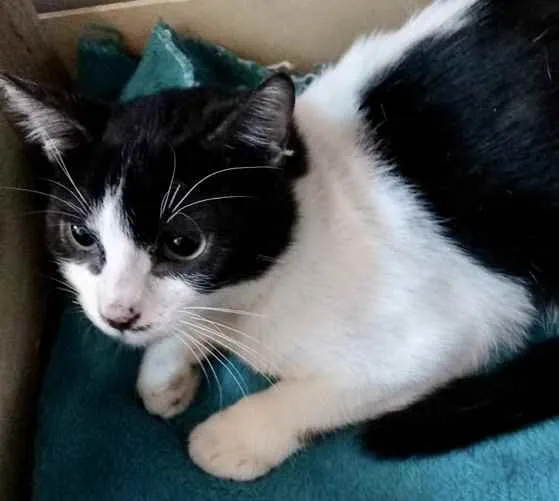 Gato ra a Srd idade 2 a 6 meses nome Bia e Nino