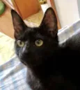 Bia e Nino