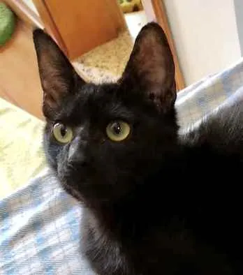 Gato ra a Srd idade 2 a 6 meses nome Bia e Nino