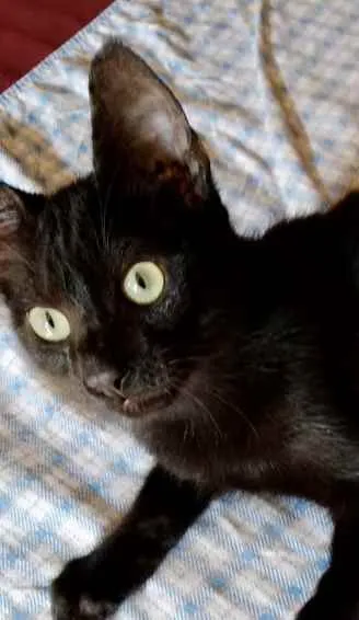 Gato ra a Srd idade 2 a 6 meses nome Bia e Nino
