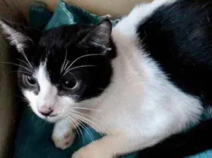 Gato raça Srd idade 2 a 6 meses nome Bia e Nino 