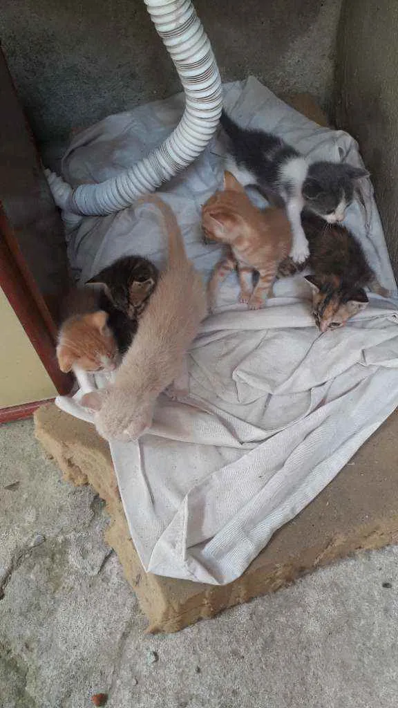 Gato raça Nenhuma idade Abaixo de 2 meses nome Ñ tem
