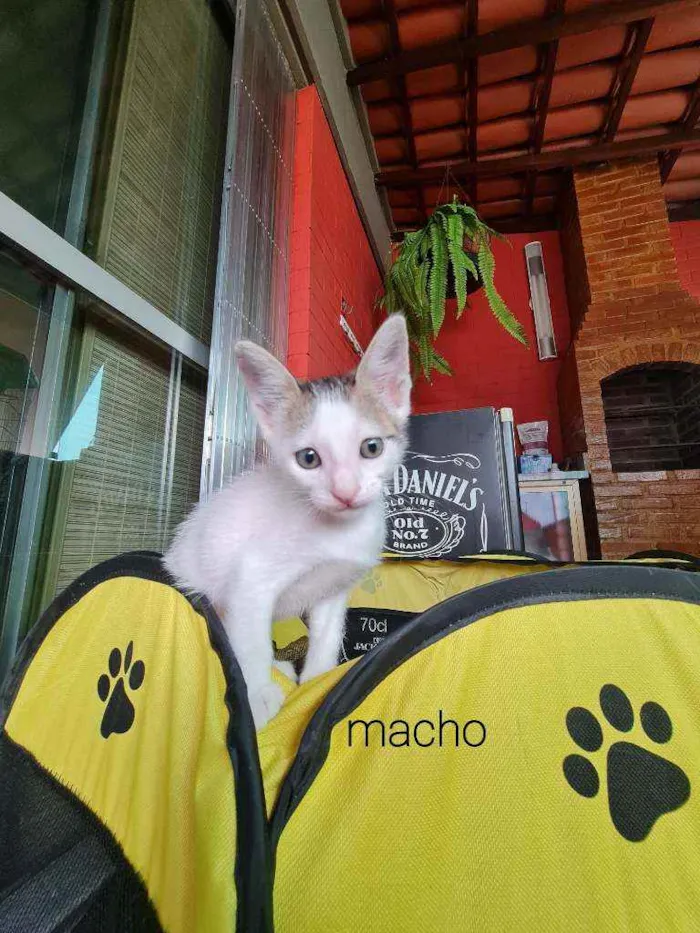 Gato ra a SRD idade Abaixo de 2 meses nome Zion