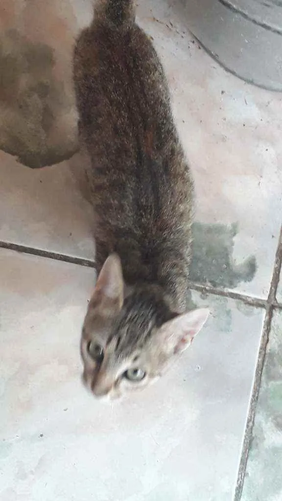 Gato raça Nenhuma idade Abaixo de 2 meses nome Ñ tem