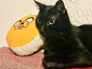 Gato raça Vira lata idade 5 anos nome Trovão 