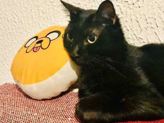 Gato ra a Vira lata idade 5 anos nome Trovão 