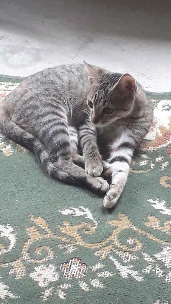 Gato raça  idade 2 a 6 meses nome Ñ tem