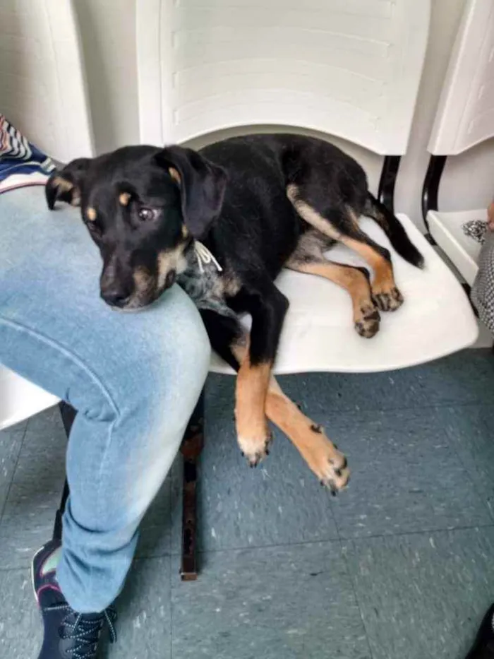 Cachorro ra a SRD idade 7 a 11 meses nome Dara