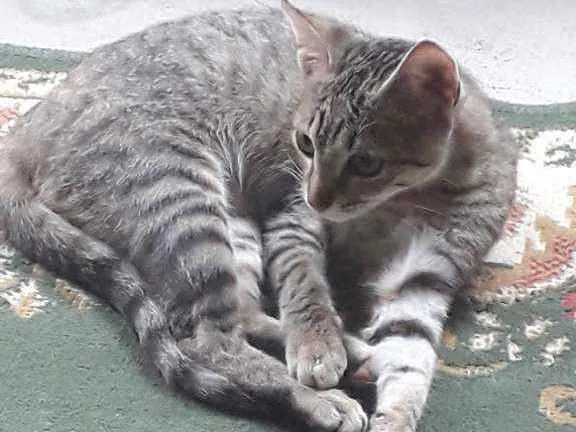 Gato raça  idade 2 a 6 meses nome Ñ tem