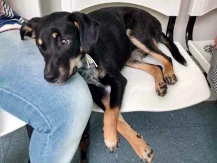 Cachorro ra a SRD idade 7 a 11 meses nome Dara