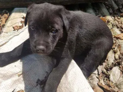 Cachorro raça rottweiller nao pura idade Abaixo de 2 meses nome formosa