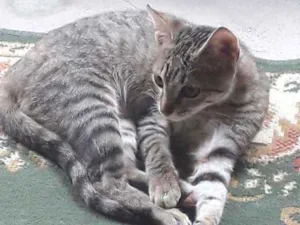 Gato raça  idade 2 a 6 meses nome Ñ tem
