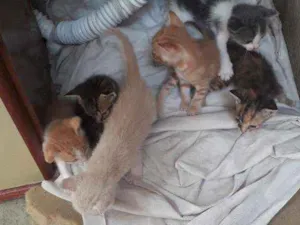 Gato raça Nenhuma idade Abaixo de 2 meses nome Ñ tem