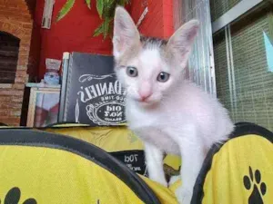 Gato raça SRD idade Abaixo de 2 meses nome Zion