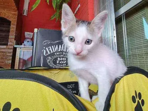 Gato ra a SRD idade Abaixo de 2 meses nome Zion