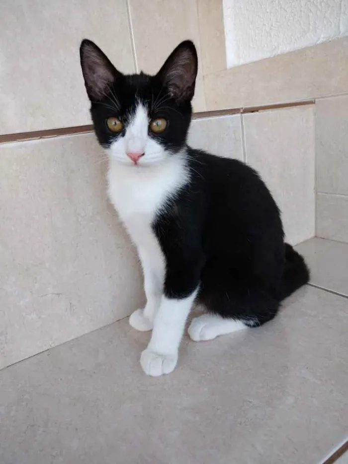 Gato ra a Srd idade 2 a 6 meses nome Gigi Linda bebê