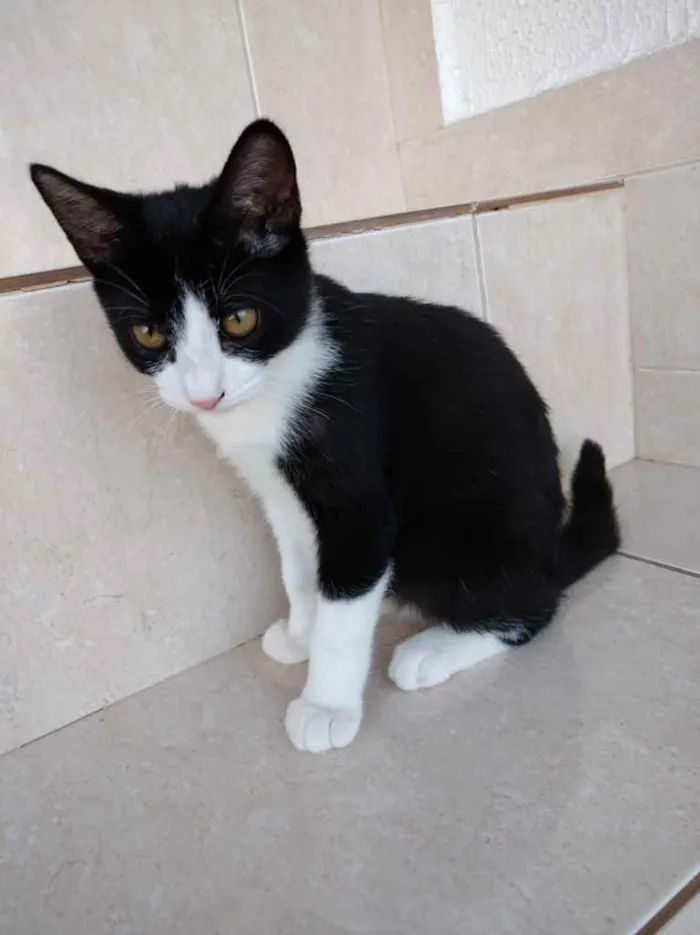 Gato ra a Srd idade 2 a 6 meses nome Gigi Linda bebê