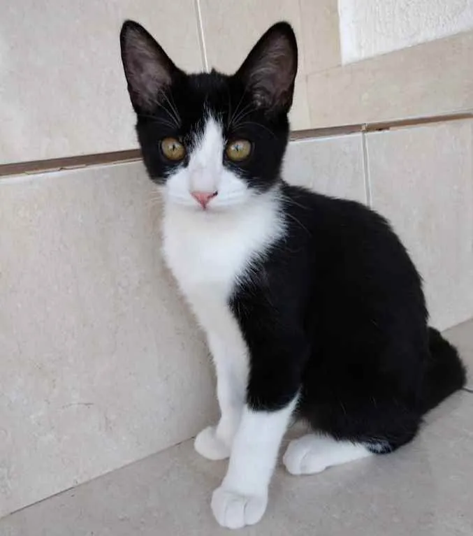 Gato ra a Srd idade 2 a 6 meses nome Gigi Linda bebê