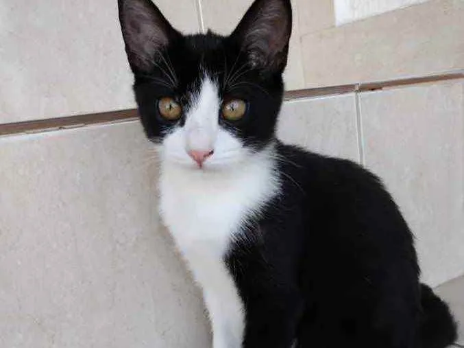 Gato ra a Srd idade 2 a 6 meses nome Gigi Linda bebê