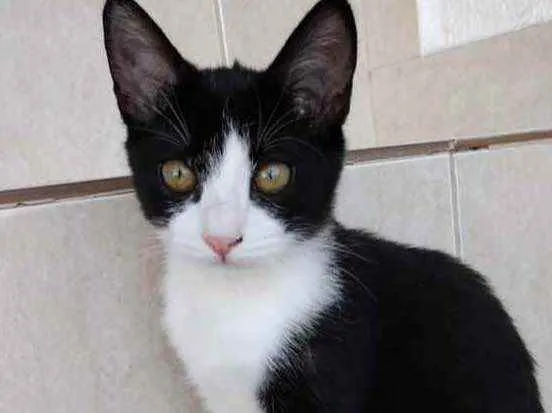 Gato ra a Srd idade 2 a 6 meses nome Gigi Linda bebê