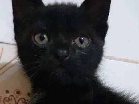 Gato ra a SRD idade Abaixo de 2 meses nome Sem nome