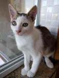 Akemi linda bebê