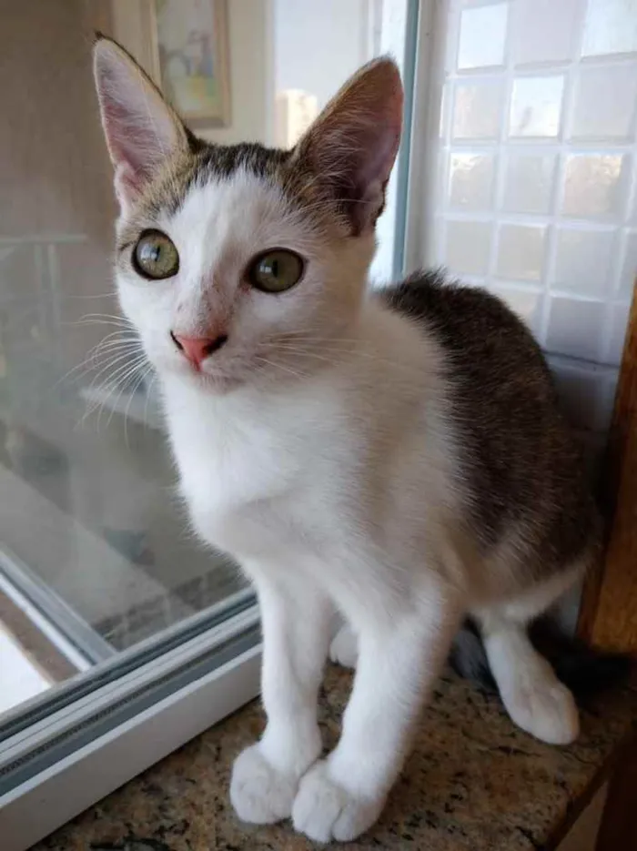 Gato ra a Srd idade 2 a 6 meses nome Akemi linda bebê