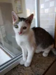 Akemi linda bebê