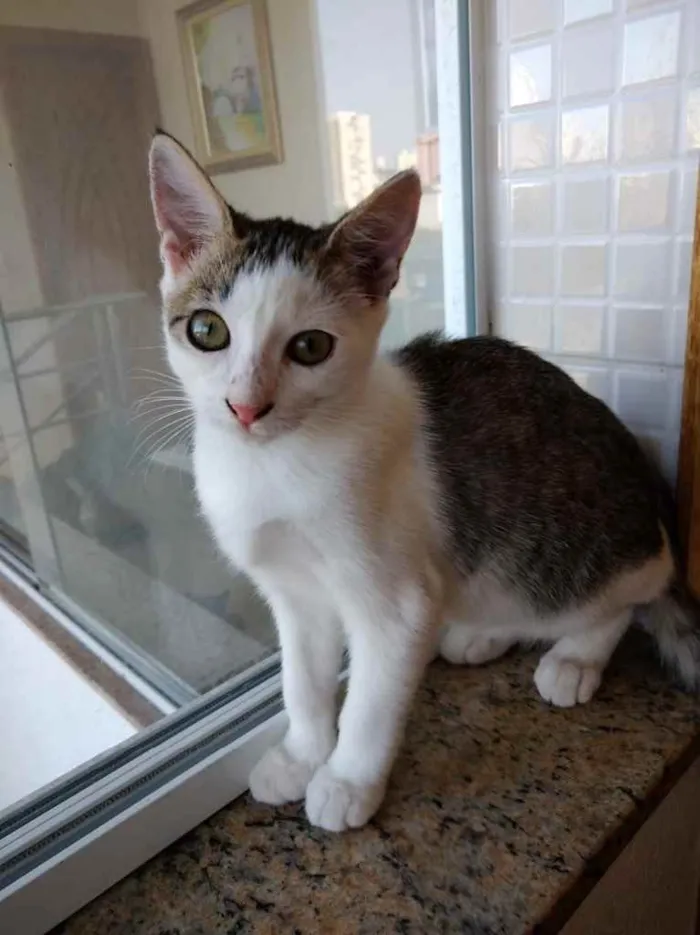Gato ra a Srd idade 2 a 6 meses nome Akemi linda bebê