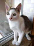 Akemi linda bebê